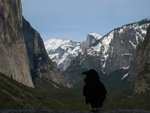 Crow at Tunnel View