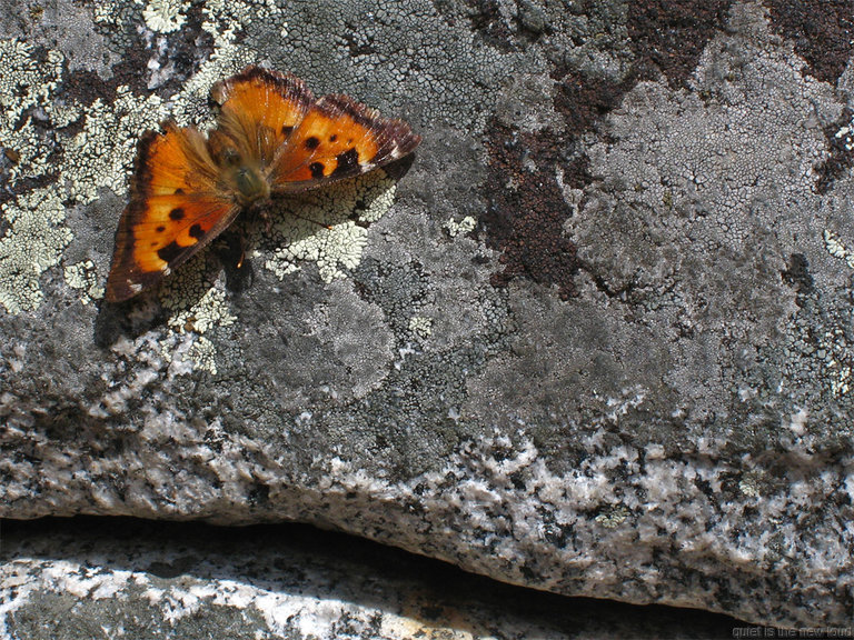 California Tortiseshell on Swan Slabs