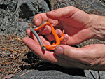 Regal Ringneck Snake