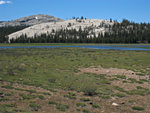 Tuolumne Meadows swamp