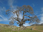 Ohlone Wilderness 02-12-11