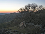 Tree at sunset