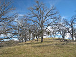 Hill above Doe Canyon Horse Camp