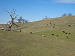 Tree and cattle