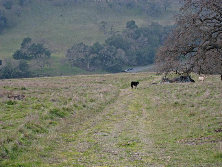 Calf guarding trailhead