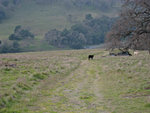 Calf guarding trailhead