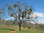 Tree on Manzanita Point Road