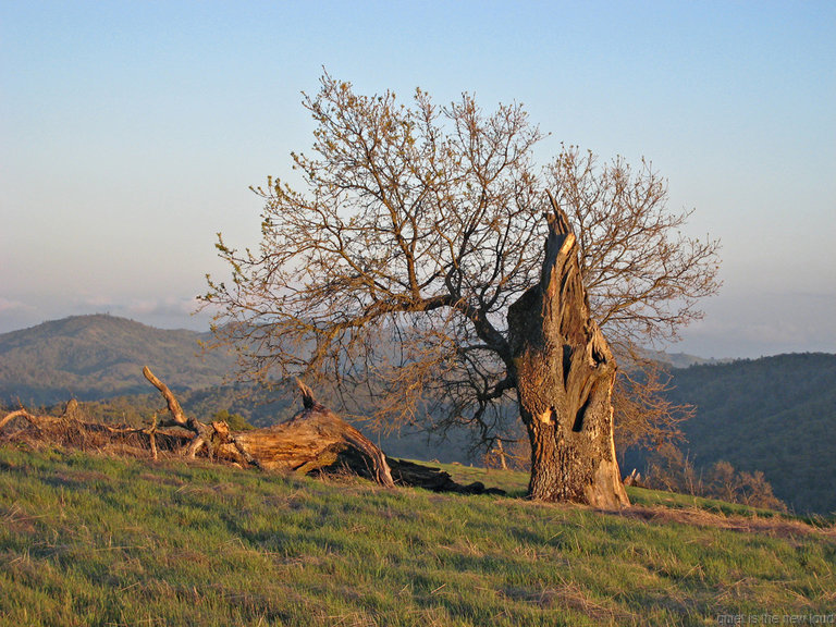 Tree on Manzanita Point Road