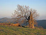 Tree on Manzanita Point Road