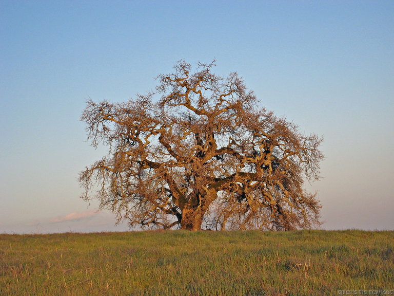 Tree on Manzanita Point Road