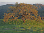 Tree on Manzanita Point Road