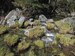 Coyote Creek at Hobbs Road