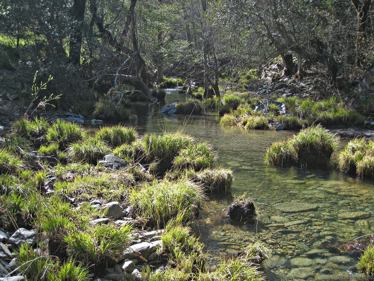 Coyote Creek at Hobbs Road