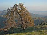 Tree at Vista Point