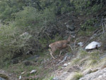 Deer on Sunnyside Bench