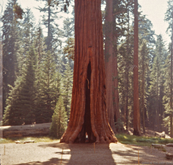 Giant Sequoia, Yosemite, 1969