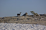 Deer on El Capitan summit