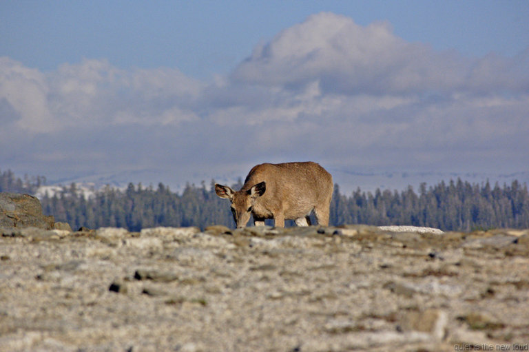 Deer on El Capitan summit