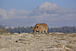 Deer on El Capitan summit