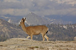 Deer on El Capitan summit