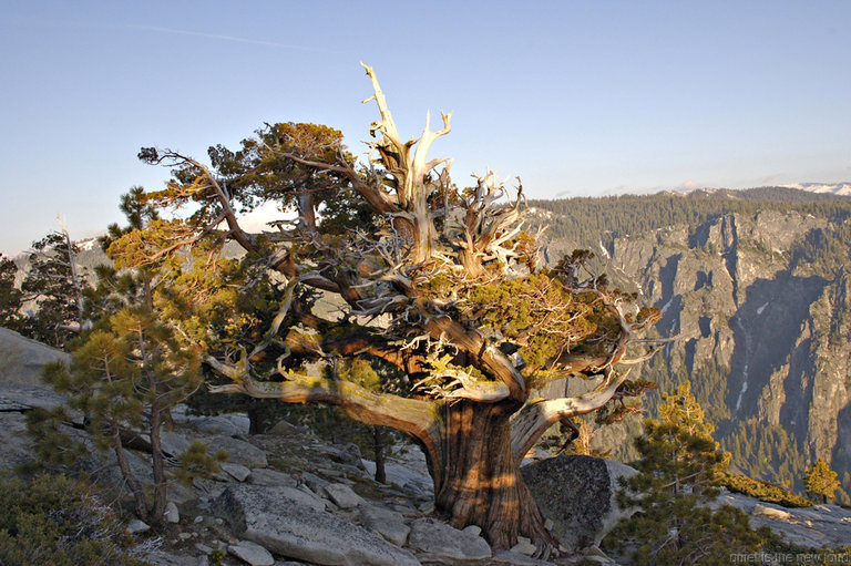 Tree on El Capitan summit