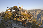 Tree on El Capitan summit