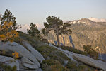 Trees and Deer on El Capitan summit