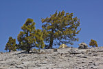 Camp on El Capitan