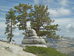 Trees above Tenaya Canyon