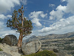 Tree above Tenaya Canyon, Tenaya Peak