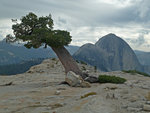 Tree on Mt Watkins, Half Dome