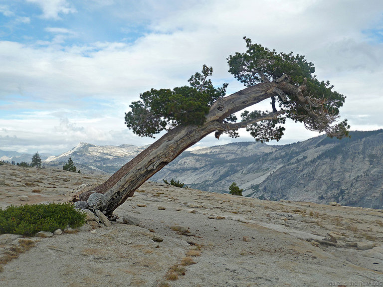 Tree on Mt Watkins, Tenaya Peak