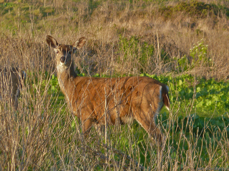 Deer, Wildcat Camp