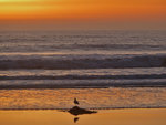 Seagull, Wildcat Beach