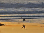 Seagull, Wildcat Beach