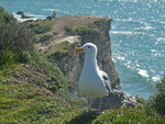 Seagull, Arch Rock