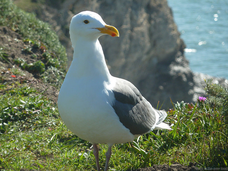 Seagull, Arch Rock