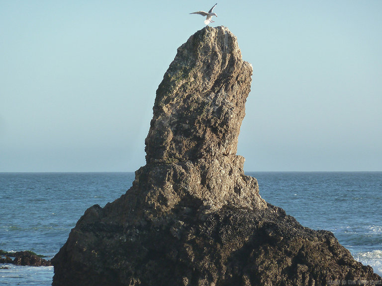 Seagull, Secret Beach Point
