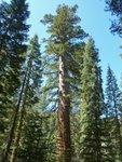 Giant Sequoia, Tuolumne Grove