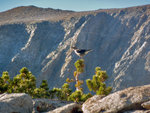 Clark's Nutcracker