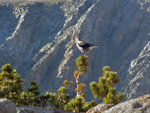 Clark's Nutcracker