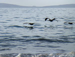 Pelicans, Point Reyes