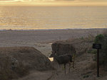 Deer, Wildcat Beach
