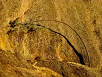 Bent tree on Machete Ridge