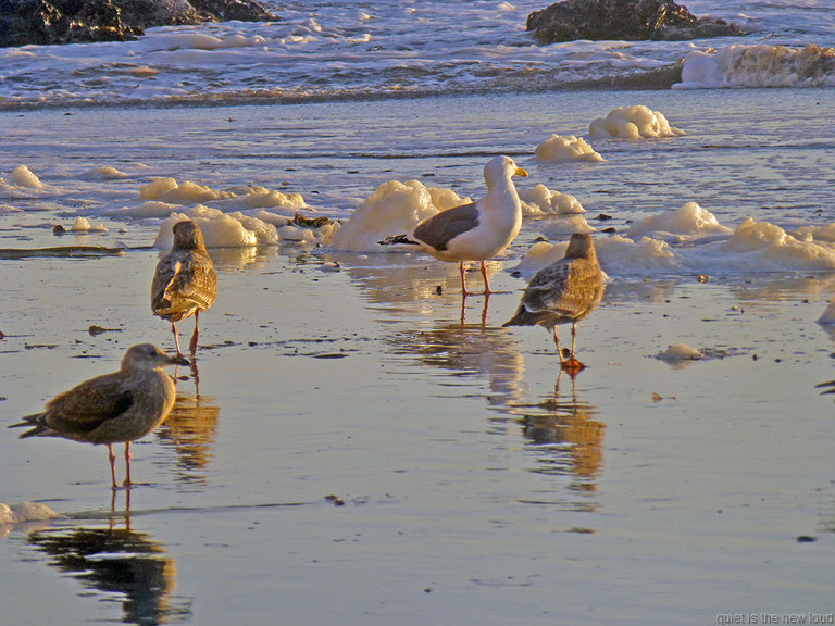 Seagulls