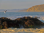 Seagull, Tomales Point