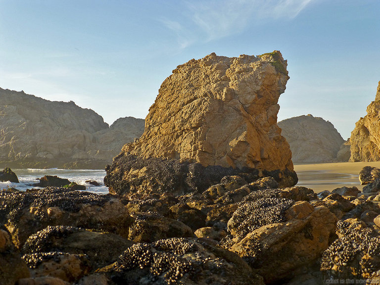 Barnacles, Rock