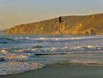 McClures Beach, Seagull, Tomales Point