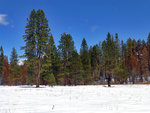 Cottonwood Meadow