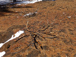 Burned Manzanita